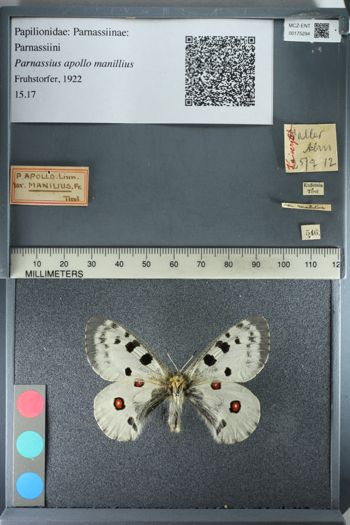 Media type: image;   Entomology 175294